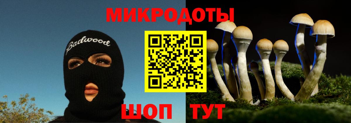 Галлюциногенные грибы Psilocybe Калининград